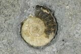 Two Fossil Ammonites (Promicroceras) - Lyme Regis #110686-2